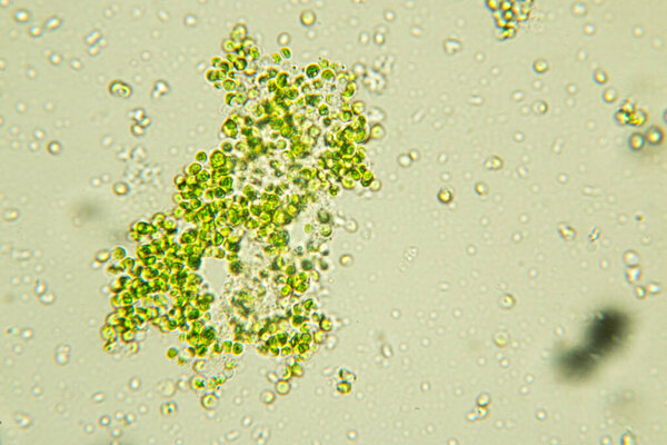 Education of chlorella under the microscope in Lab.