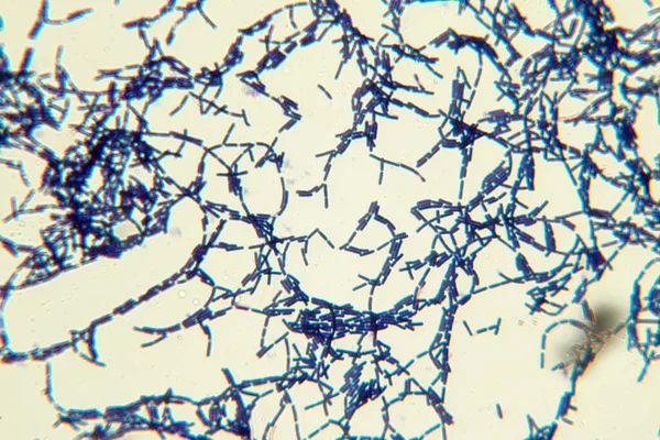 Bacillus Gram Pozitív Rúd Alakú Baktériumok Nemzetsége Firmicutes Filum Tagja — Stock Fotó