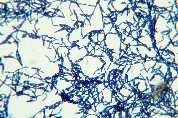 Bacillus Gram Pozitív Rúd Alakú Baktériumok Nemzetsége Firmicutes Filum Tagja — Stock Fotó