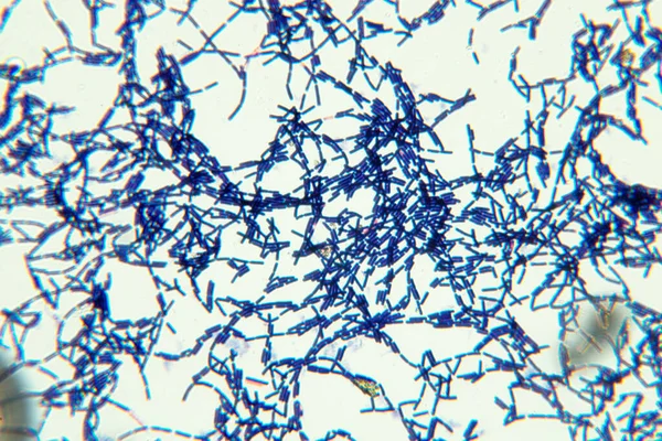 Bacillus, gram-pozitif, çubuk şekilli bakteri cinsi ve bitki örtüsünün bir üyesidir..