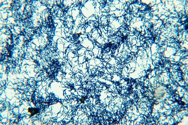 Bacillus Genus Gram Positive Rod Shaped Bacteria Member Phylum Firmicutes — Stock Photo, Image