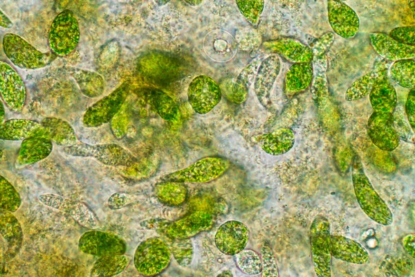 Euglena Genus Single Celled Flagellate Eukaryotes Microscopic View Education — Stock Photo, Image