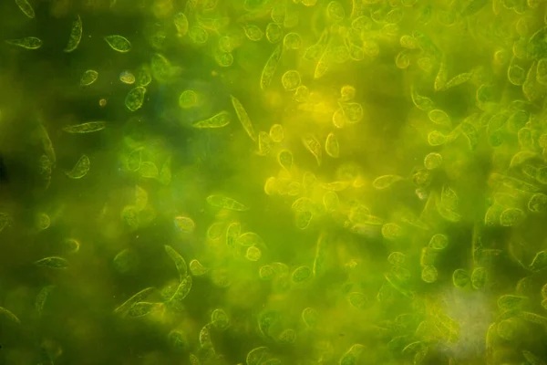 Euglena Een Geslacht Van Eencellige Eukaryoten Behorend Tot Het Geslacht — Stockfoto