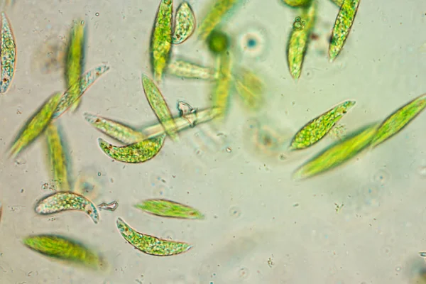 Euglena Jest Rodzajem Jednokomórkowego Flagellate Eukaryotes Pod Mikroskopowym Widokiem Edukacji — Zdjęcie stockowe