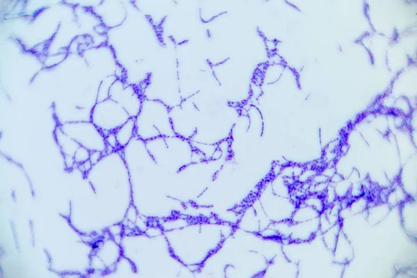 Bacillus Género Bactérias Gram Positivas Forma Bastonete Membro Filo Firmicutes — Fotografia de Stock