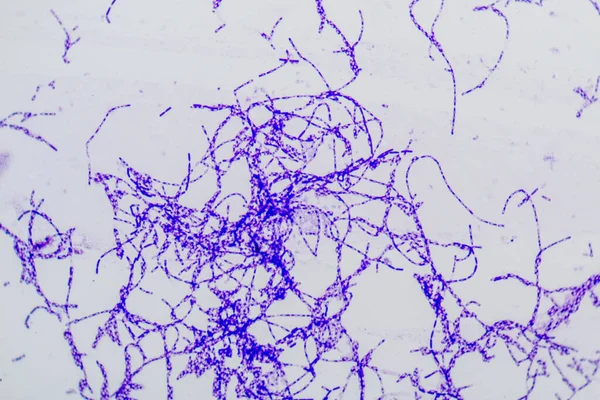 Bacillus Rod Grampozitivních Bakterií Tvaru Tyče Členem Kmenových Firmicutes — Stock fotografie