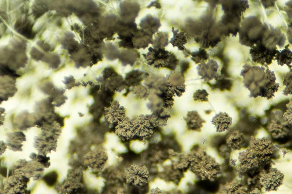 面包霉菌 是一种常见的预防真菌 在显微镜下称为根霉 面包霉菌 — 图库照片