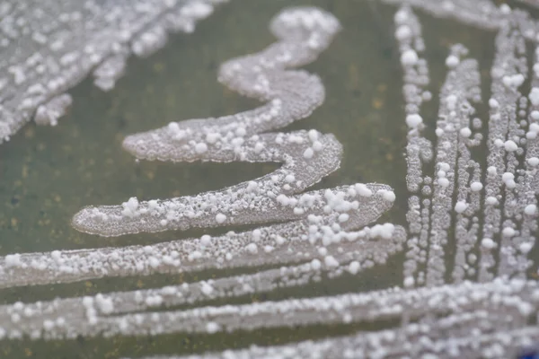 コロニーの背景教育のためのペトリ皿における真菌と藻類の特徴 — ストック写真