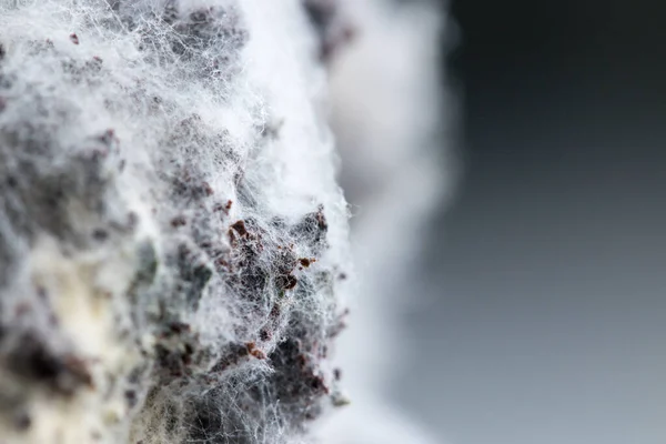 Aspergillus Mögel För Mikrobiologi Lab — Stockfoto