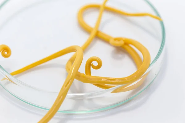 Ascariasis, parazit yuvarlak kurt Ascaris lumbrikoidlerinin laboratuarlarda eğitim için neden olduğu bir hastalıktır..