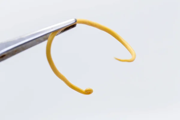 Ascariasis, parazit yuvarlak kurt Ascaris lumbrikoidlerinin laboratuarlarda eğitim için neden olduğu bir hastalıktır..