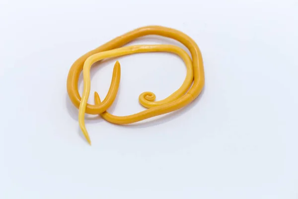 Ascariasis, parazit yuvarlak kurt Ascaris lumbrikoidlerinin laboratuarlarda eğitim için neden olduğu bir hastalıktır..