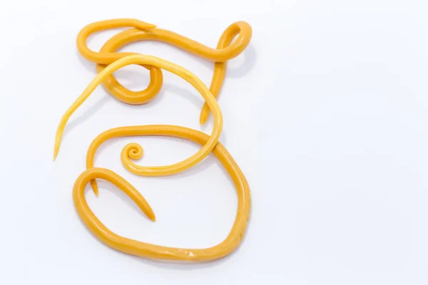 Ascariasis, parazit yuvarlak kurt Ascaris lumbrikoidlerinin laboratuarlarda eğitim için neden olduğu bir hastalıktır..