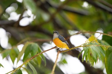 Tayland 'da Turuncu Göbekli Çiçekçik.