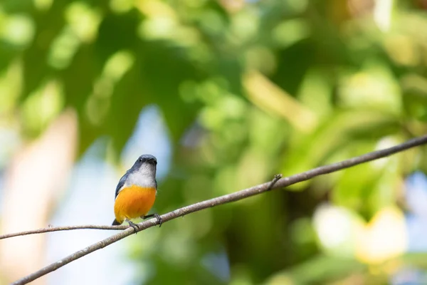 Orangenbauch Blütenstecher Thailand — Stockfoto