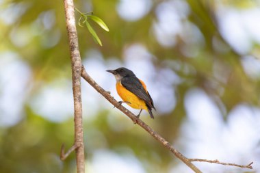 Tayland 'da Turuncu Göbekli Çiçekçik.