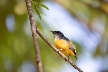 Tayland 'da Turuncu Göbekli Çiçekçik.