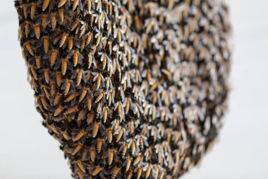 Bal peteği evin çatısında..