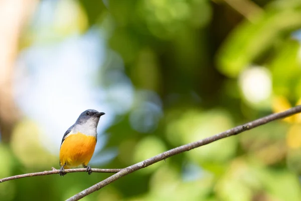 Fiore Pecker Dal Ventre Arancione Thailandia — Foto Stock