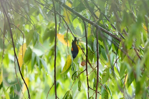 Oranžový Pták Thajsku — Stock fotografie