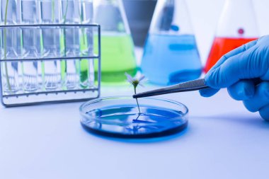 Laboratuvarda deney kimyasalı laboratuvar ekipmanlarının toplanması.