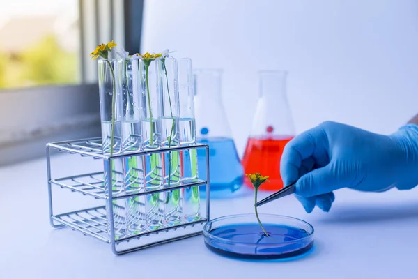 Collection Laboratory Equipments Experiment Chemical Lab — Stock Photo, Image