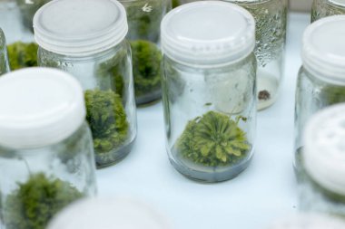 Laboratuvarda bitki (Sundew) doku kültürü.