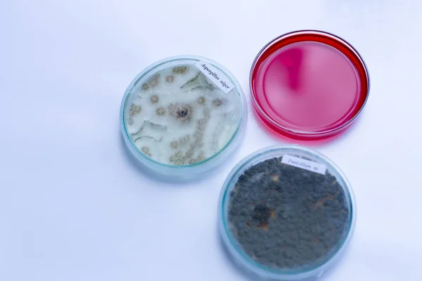 Teste Fungo Pão Placas Petri Medicina Para Educação Laboratórios — Fotografia de Stock