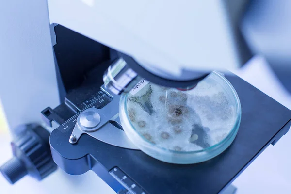 Mantarı ekmek kabında test etmek ve laboratuarlarda eğitim için ilaç almak.