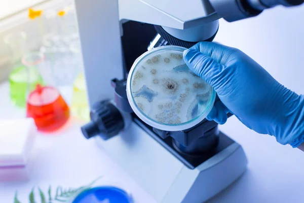 Mantarı ekmek kabında test etmek ve laboratuarlarda eğitim için ilaç almak.