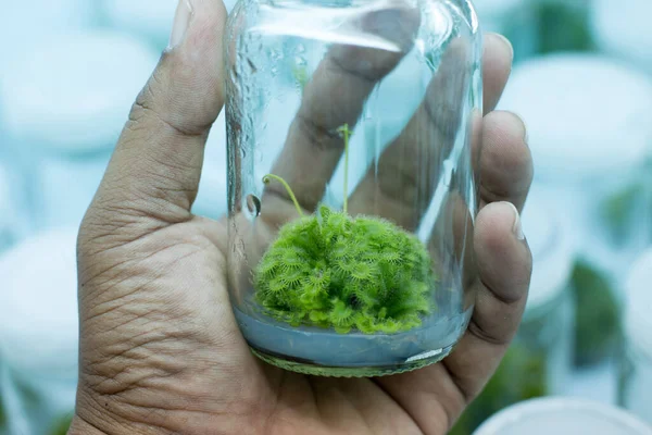 Plant (Sundew) tissue culture in the laboratory.