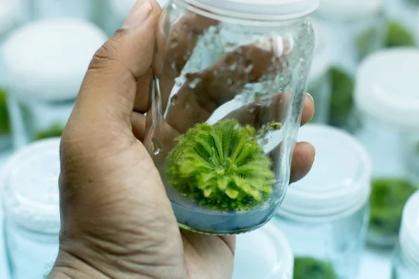 Plant (Sundew) tissue culture in the laboratory.