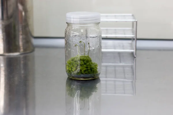 Plant (Sundew) tissue culture in the laboratory.