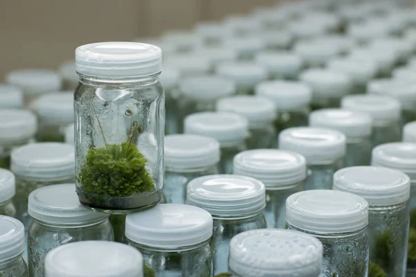 Plant (Sundew) tissue culture in the laboratory.