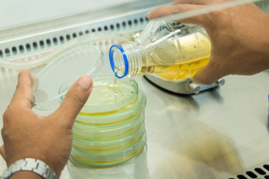 Biyolojik güvenlik dolapları laboratuvarında mikrobiyal testler yapan bilim adamı..