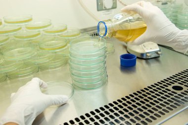 Biyolojik güvenlik dolapları laboratuvarında mikrobiyal testler yapan bilim adamı..