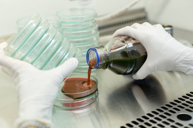Biyolojik güvenlik dolapları laboratuvarında Inoculum testleri için kültür medyumu Eosin Metilen Blue (EMB) Agar.