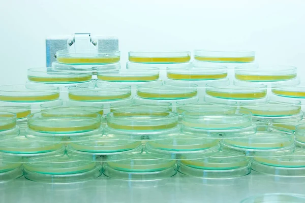 Cientista Realizando Testes Microbianos Laboratório Armários Segurança Biológica — Fotografia de Stock