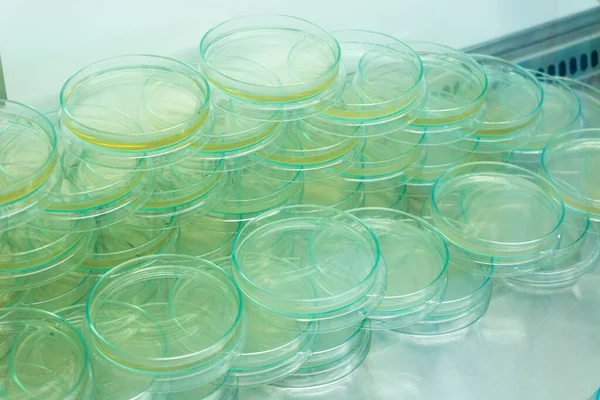 Científico Realizando Pruebas Microbianas Laboratorio Gabinetes Seguridad Biológica — Foto de Stock