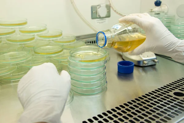 Scientist performing microbial tests in Biological safety cabinets lab.