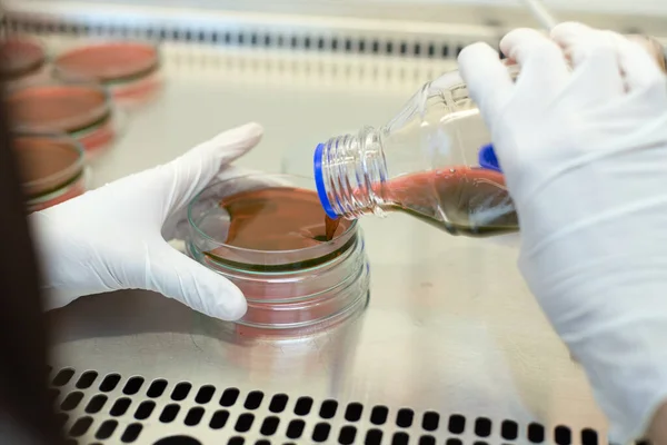 Eosin Methylene Blue (EMB) Agar for culture medium for Inoculum tests in Biological safety cabinets lab.