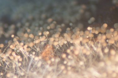 Eğitim için petri kabında Koloni Mantar Özellikleri (Rhizopus) geçmişi.