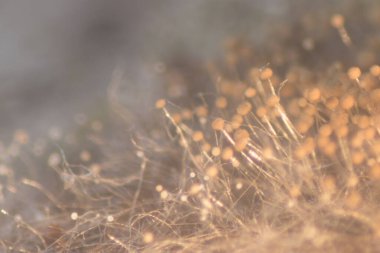 Eğitim için petri kabında Koloni Mantar Özellikleri (Rhizopus) geçmişi.