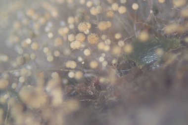 Eğitim için petri kabında Koloni Mantar Özellikleri (Rhizopus) geçmişi.