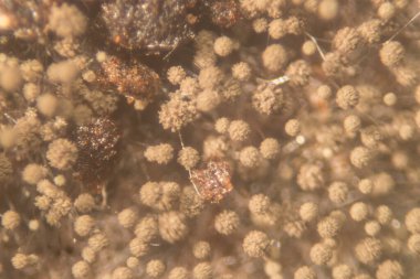 Eğitim için petri kabında Koloni Mantar Özellikleri (Rhizopus) geçmişi.