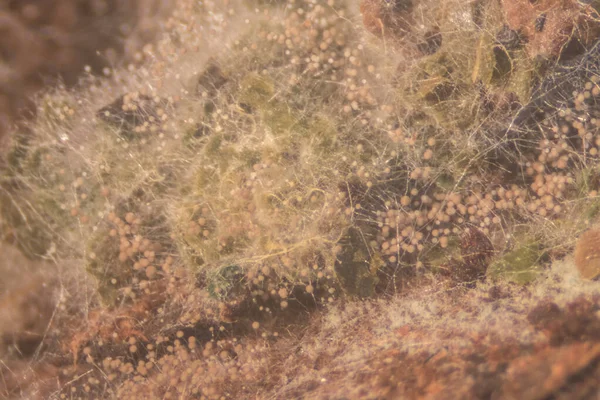 コロニーの背景教育のためのペトリ皿における真菌 Rizopus の特徴 — ストック写真