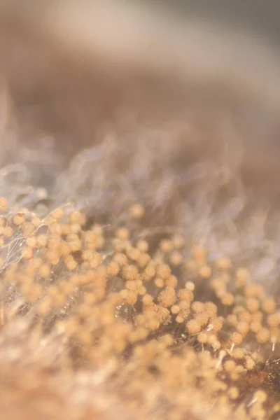 培养皿中真菌 菌落特征的背景研究 — 图库照片