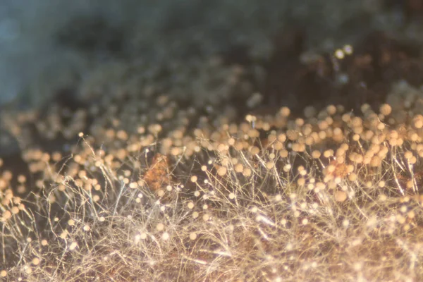 Achtergronden Van Kolonie Karakteristieken Van Schimmel Rhizopus Petrischaal Voor Onderwijs — Stockfoto