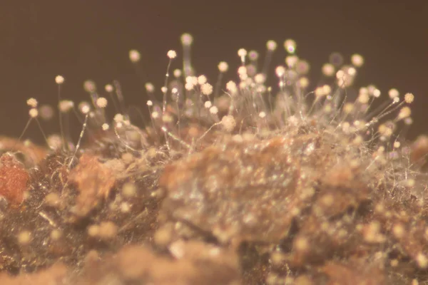 Antecedentes Las Características Colonia Hongos Rhizopus Placas Petri Para Educación — Foto de Stock