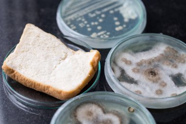 Laboratuvarda Mikrobiyoloji için Aspergillus (küf).
